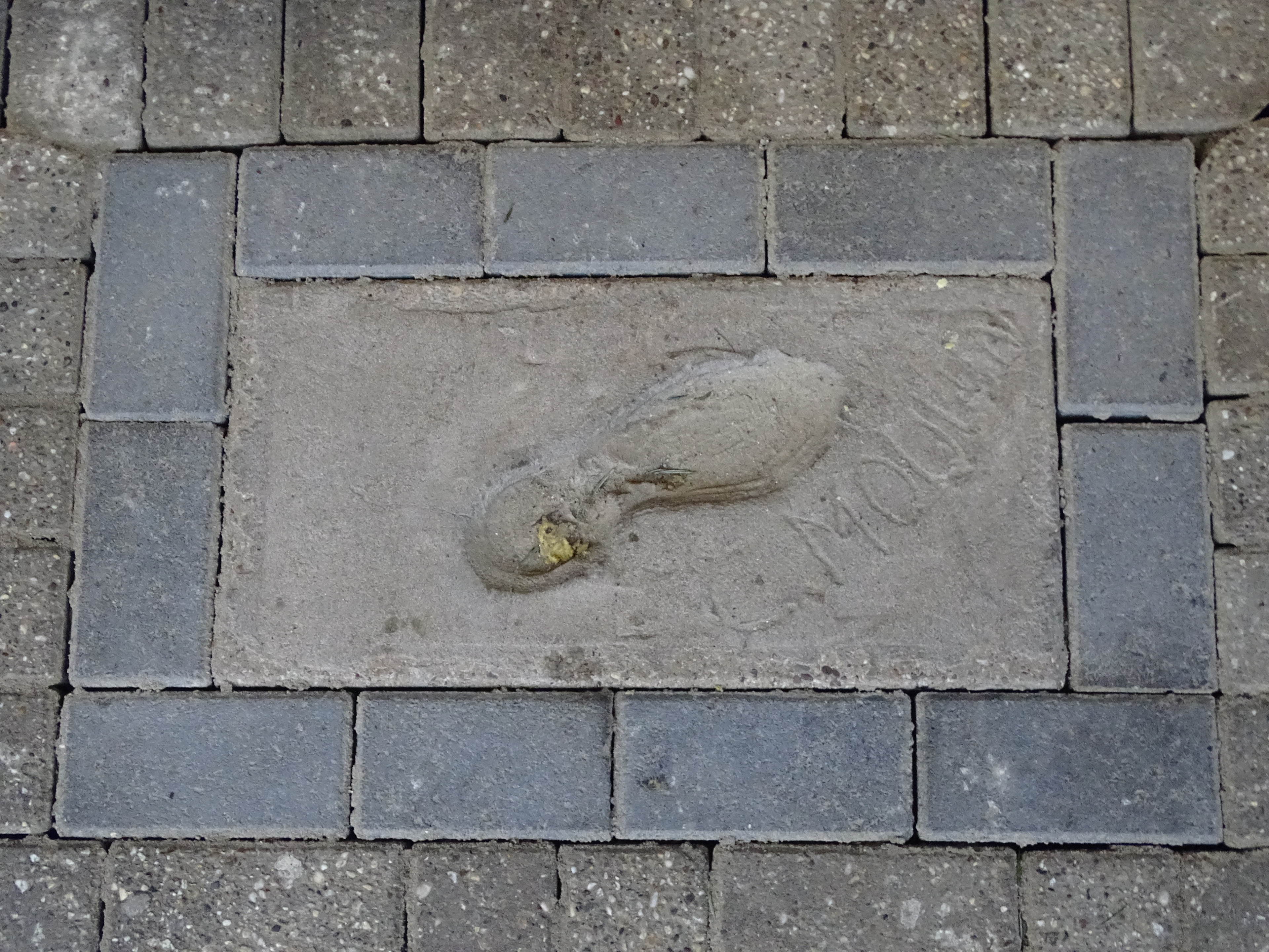 jim-breeman-sports-photography-feyenoord-fc-emmen-5-0-65