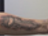 Eerste tattoo 'Feyenoord kampioen 2022-2023' gezet